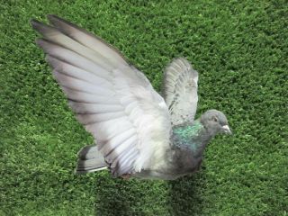 Flying Wings Up Gray Pigeon Rock Dove Real Bird Taxidermy Bird Mount