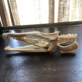 Daggertooth Pike Conger Eel Skull Real