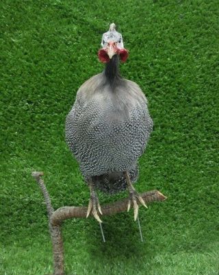 Perched Guinea Fowl Real Bird Taxidermy Bird Mount