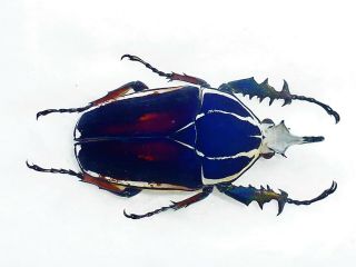 Mecynorrhina Ugandensis Male Very Big 67mm,  Wonderful Blue Cetonidae Uganda