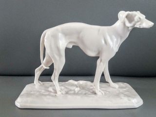 Antique 19th Century Nymphenburg Blanc De Chine Whippet / Greyhound Dog Figurine