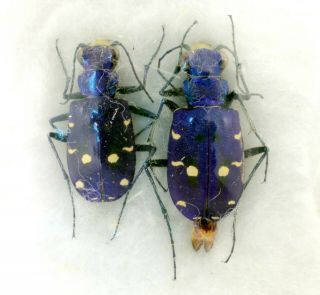 Coleoptera Beetles Carabidae Cicindela Campestri Saphyrina 2 Exx