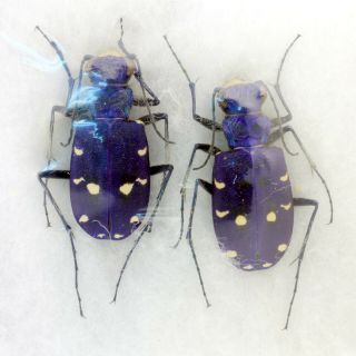 Coleoptera Beetles Carabidae Cicindela Campestri Saphyrina Pair