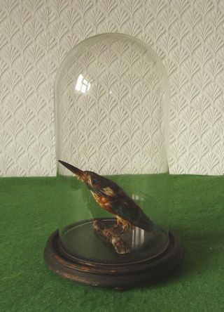 Antique Taxidermy Kingfisher Bird Under Glass Dome Victorian Circa 1890