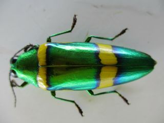48644.  Buprestidae,  Chrysochroa sp.  Vietnam South.  45mm 2