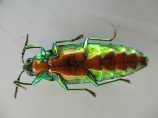 48644.  Buprestidae,  Chrysochroa sp.  Vietnam South.  45mm 3