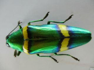 48678.  Buprestidae,  Chrysochroa sp.  Vietnam South.  49mm 2