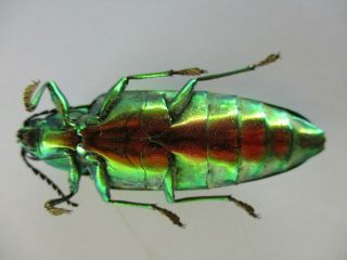 48678.  Buprestidae,  Chrysochroa sp.  Vietnam South.  49mm 3