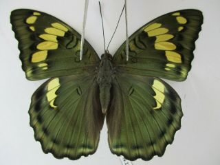 N11656.  Unmounted Butterflies: Euthalia Sp.  Central Vietnam.