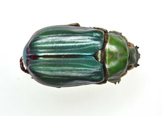 Chrysina Plusiotina - Rare A - Only One Fingernail Is Missing