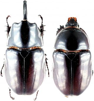 Insect - Dynastidae Heterogomphus Mirabilis - N.  Peru - Giant Pair 55mm.