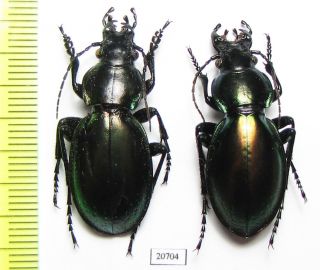Carabidae,  Carabus (lampr. ) Torosus Pseudoducalis,  Pair,  Turkey