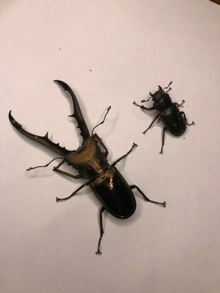 Live Stag Beetle " Cyclommatus Metalifer Finae " Pair,  72mm All