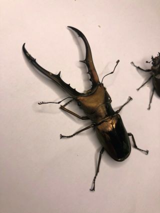 Live Stag Beetle 