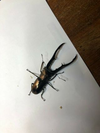 Live Stag Beetle 