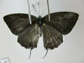 L3888.  Unmounted Butterflies: Lycaenidae Sp.  North Vietnam.