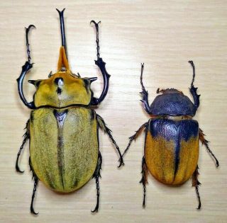 Dynastinae - Megasoma Occidentalis Pair With Male112.  5mm A1 Mexico