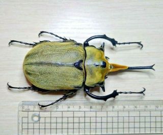 DYNASTINAE - Megasoma occidentalis pair with male112.  5mm A1 Mexico 2