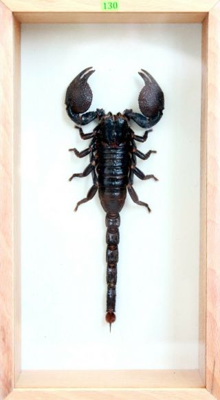 Unique Real Scorpion (pandinus Imperator) Taxidermy - Mounted,  Frame