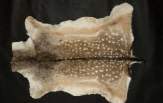 Giant Quality Fallow Deer Skin Hide Fur Rug Tanned Old Method & Very Natural