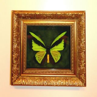 Ornithoptera Goliath Procus Male.  Exclusive Frame From An Expensive Bague Rare