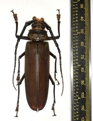 Cerambycidae/prioninae Orthomegas Haxairei Male 74 Mm Iquitos Peru