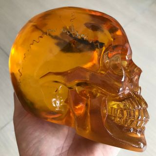 5.  8 (in) Skull.  Amber.  Butterfly.  Insect Specimen.  Crystal.  Resin.  Animal.  Fossil