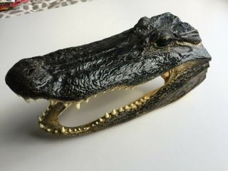 Real 14 " Large Orleans Gator Head