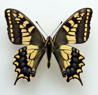Unmounted Butterfly;papilio Machaon Ssp.  Male