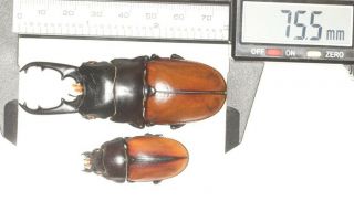 Lucanidae Prosopocoilus Lafertei 75.  5mm Vanuatu