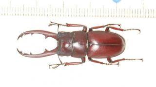 Lucanidae Prosopocoilus Laterotarsus 40.  3mm Tibet