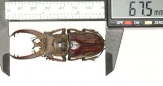 Beetle Lucanidae Lucanus Victorius Yunnan 67.  5mm