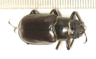 Beetle Lucanidae Lucanus Pseudolucanus Gracilis M Tibet