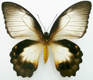 Papilio Aegeus Ormenus Female White Form From Sorong,  Irian Jaya