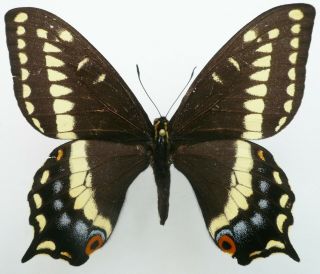 Papilio Indra Shastensis Female From Butts Canyon,  Co,  Usa