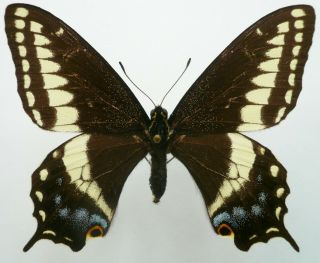 Papilio Indra Fordi Female From San Bernardino,  Usa