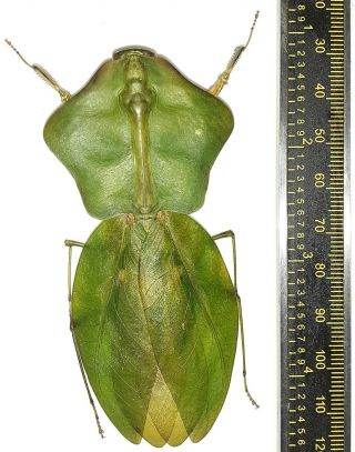 Mantodea/mantidae Choeradodis Sp Big Female 88 Mm From Iquitos Peru
