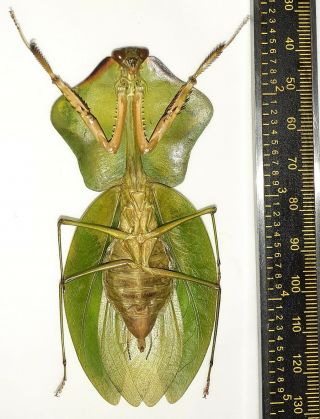 MANTODEA/Mantidae Choeradodis sp BIG FEMALE 88 mm FROM IQUITOS PERU 2
