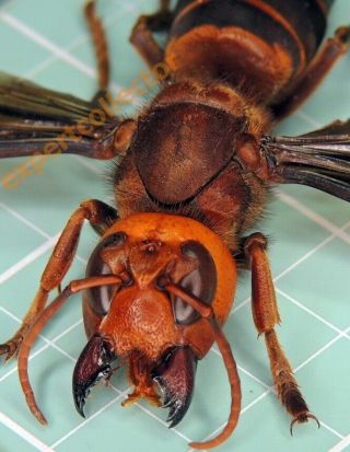 Hymenoptera - Vespa Mandarinia Magnifica Winspan 68mm,  - From India Km637
