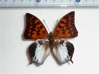 Charaxes Marki Male From Timor Is.  Indonesia