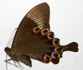 Uncommon,  Papilio Paris Ssp 1f,  Mt.  Ciremai,  Java,  Indonesia.  Unmounted