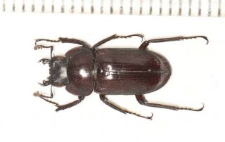 Beetle Lucanidae Dorcus Heyangi Tibet