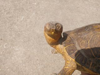 Vintage Taxidermy Mexican Turtle