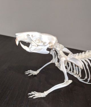 Taxidermy Rat Skeleton,  Walking Pose (large)