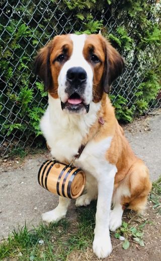 Personalized St.  Bernard Dog Collar Oak Barrel 1 Liter Charm