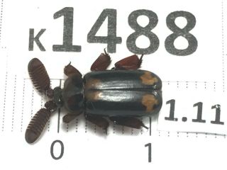 K1488 Unmounted Coleoptera Vietnam Central “ Location”