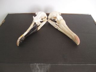 Real 2 Albatros Skull Taxidermy