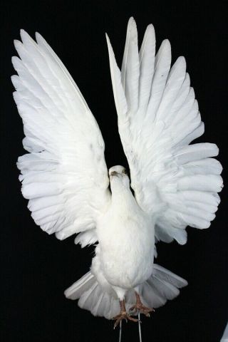 Handmade Taxidermy White Pigeon Spread Wing Dove Home Decor Display Gift