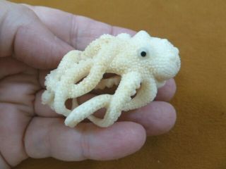 Tb - Octo - 29) White Octopus Tagua Nut Palm Figurine Bali Carving Ocean Reef Octopi