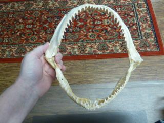 (sj161 - 60 - 9) 9 " Smooth Hammerhead Shark Jaw I Love Sharks Jaws Teeth Taxidermy